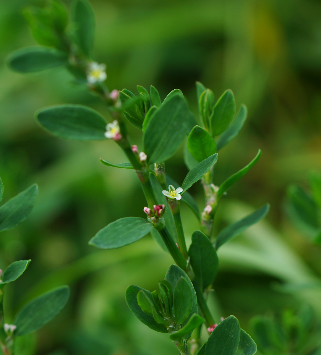 Image of Polygonum arenastrum specimen.