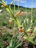 Eremurus turkestanicus