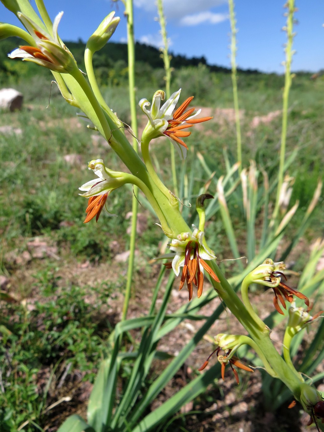 Изображение особи Eremurus turkestanicus.