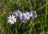 Primula finmarchica. Цветки. Карелия, Лоухский р-н, окр. пос. Чкаловский, берег Белого моря, сырой приморский луг. 11.06.2020.