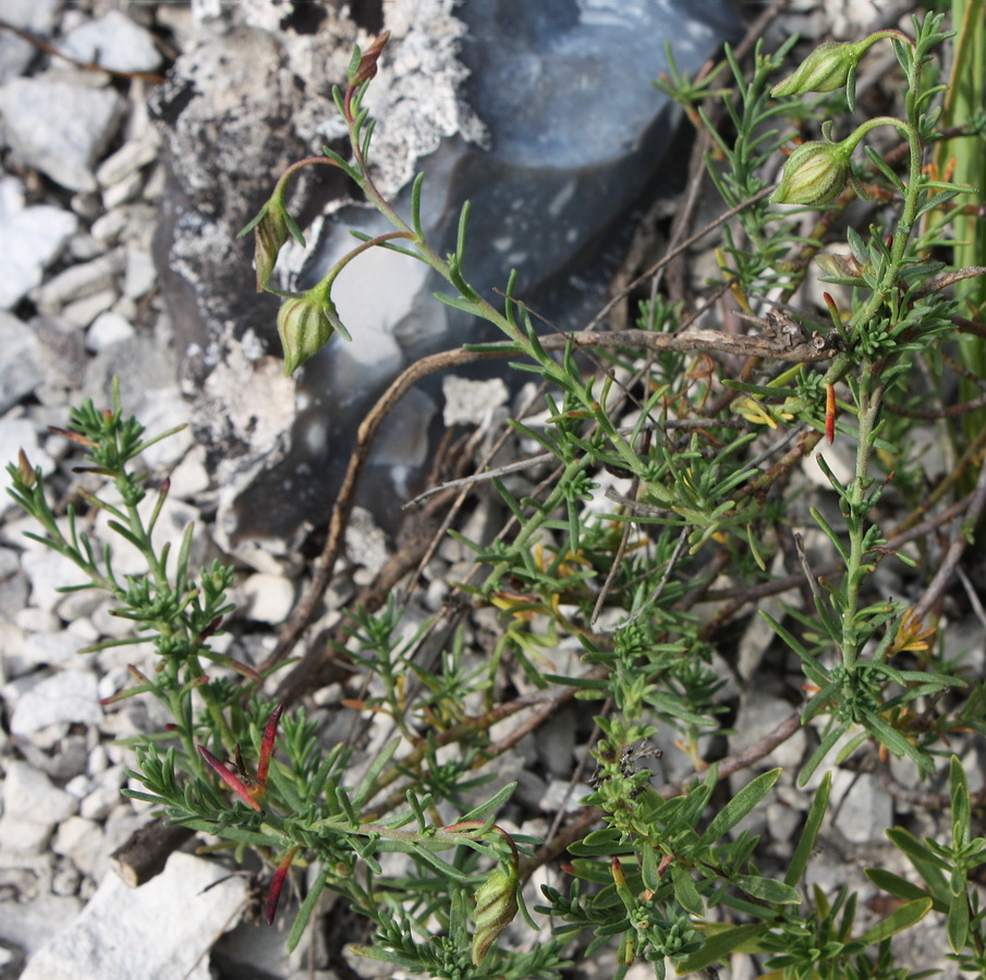 Image of Fumana procumbens specimen.