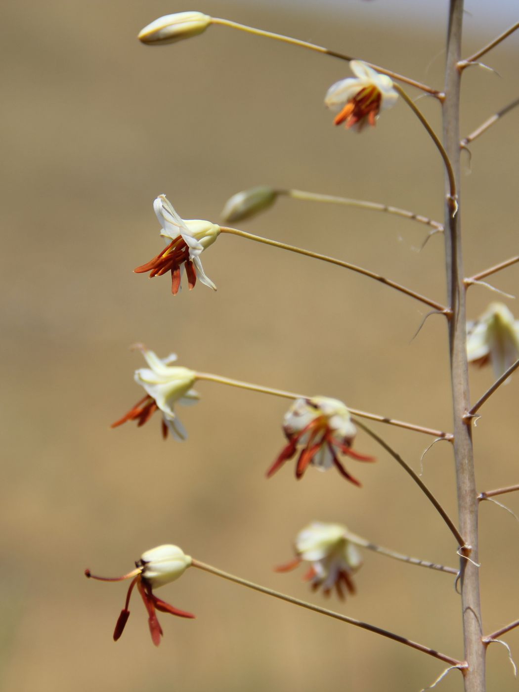 Image of Eremurus soogdianus specimen.