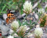 Trifolium apertum