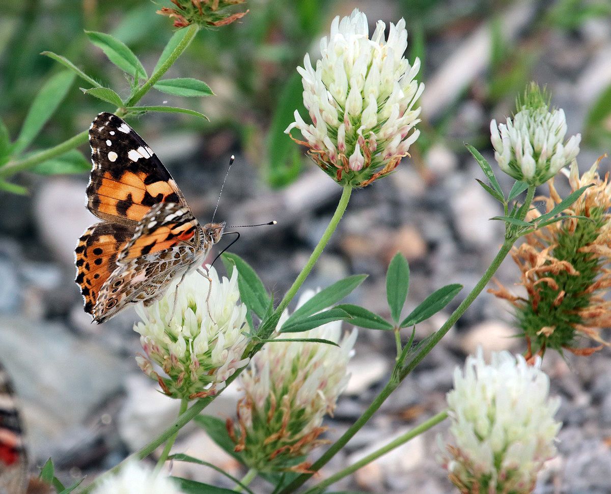 Изображение особи Trifolium apertum.