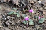 Cyclamen coum