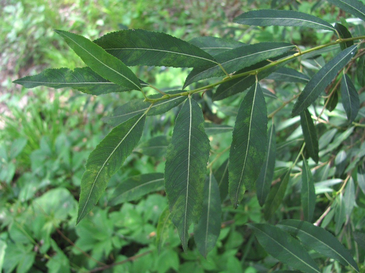 Image of Salix triandra specimen.