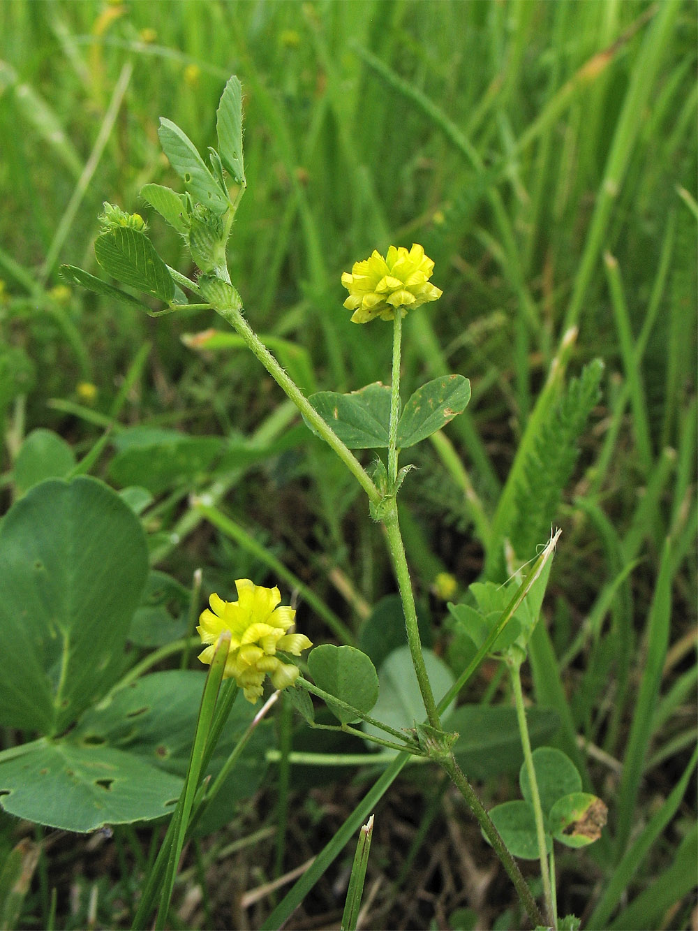 Image of Trifolium campestre specimen.