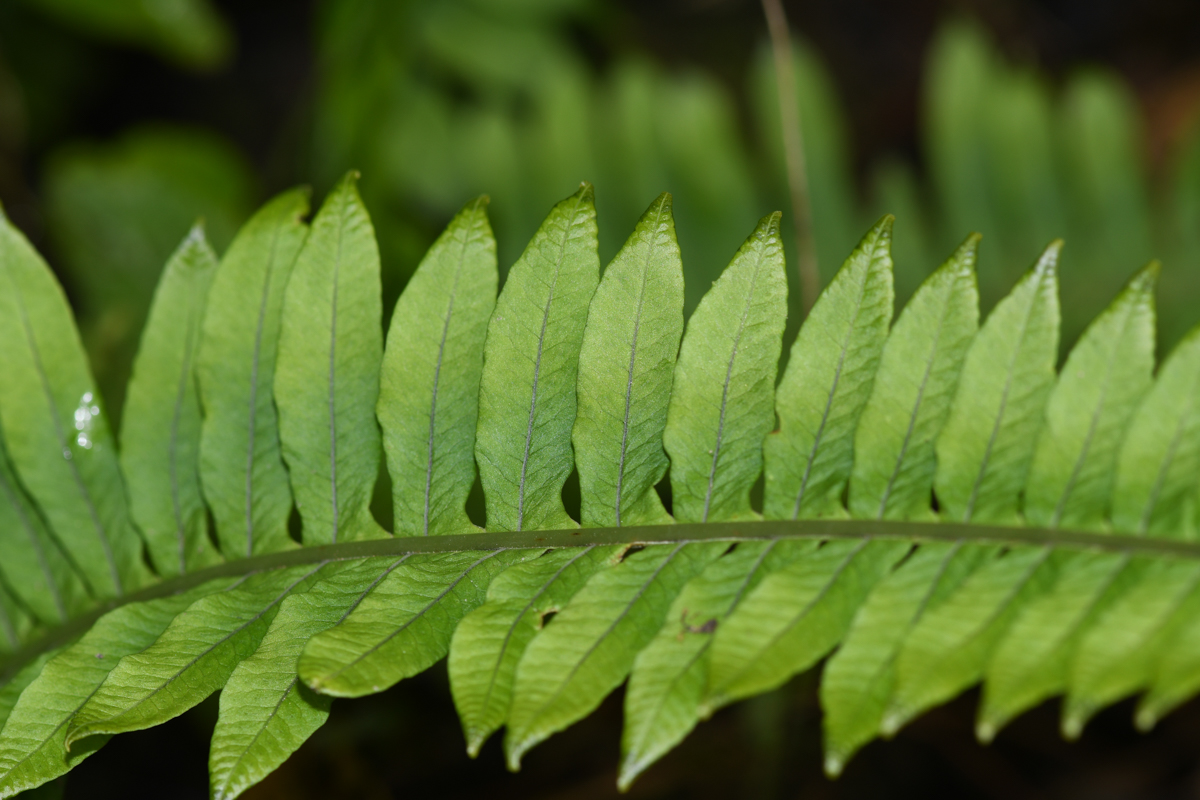 Изображение особи семейство Polypodiaceae.