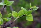 Betula lanata