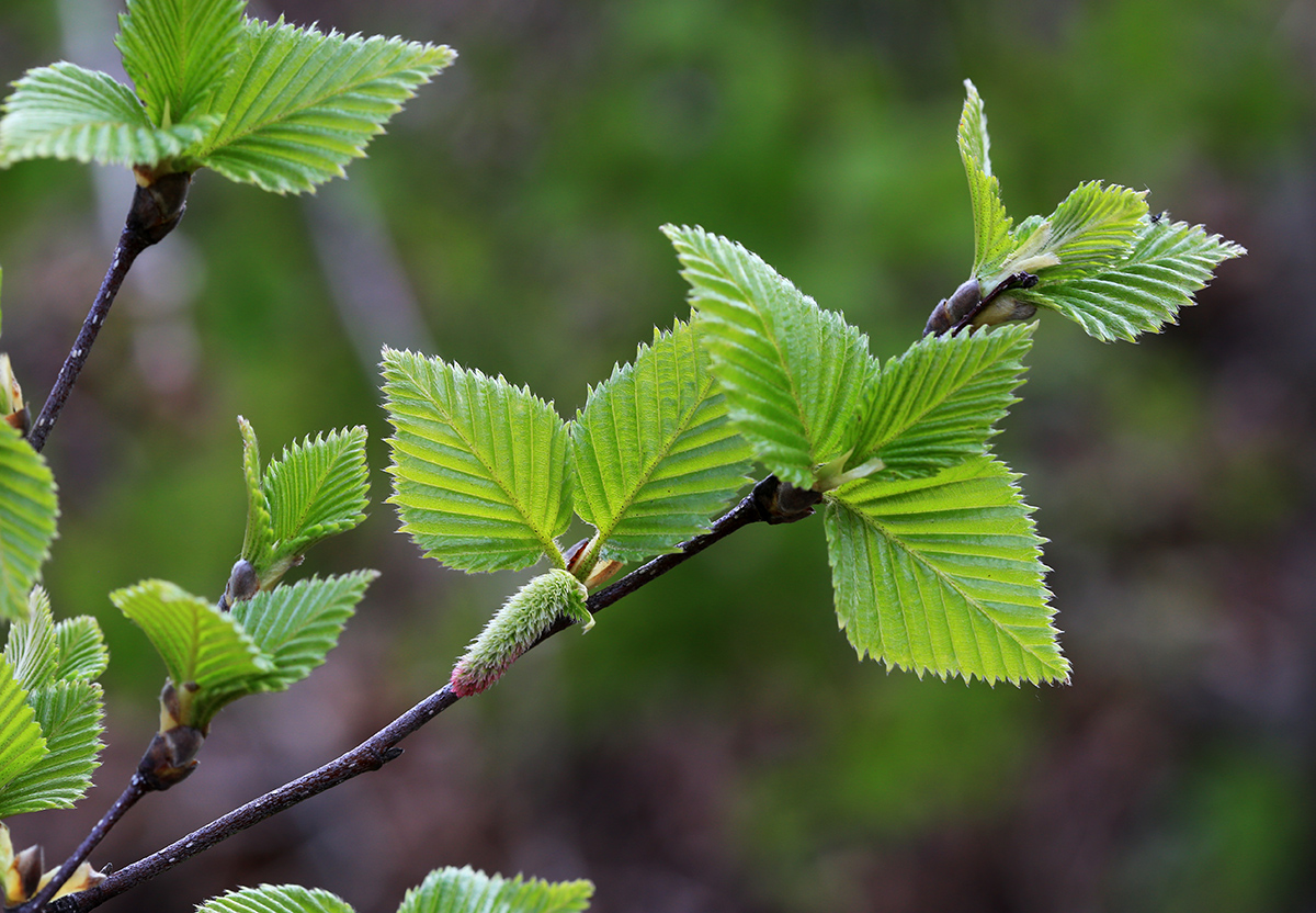 Изображение особи Betula lanata.