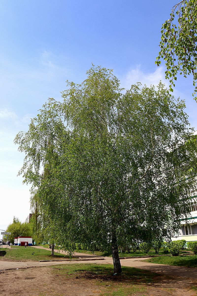 Image of Betula pendula specimen.