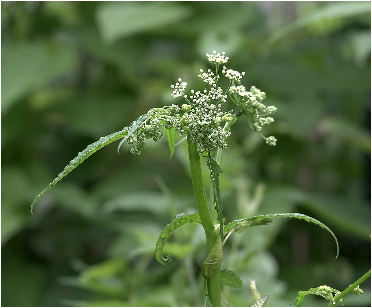 Image of Aegopodium podagraria specimen.