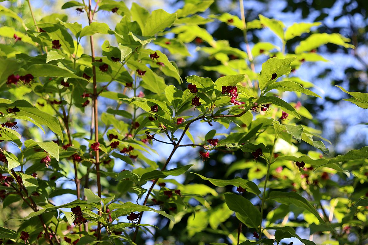 Image of Lonicera maximowiczii specimen.