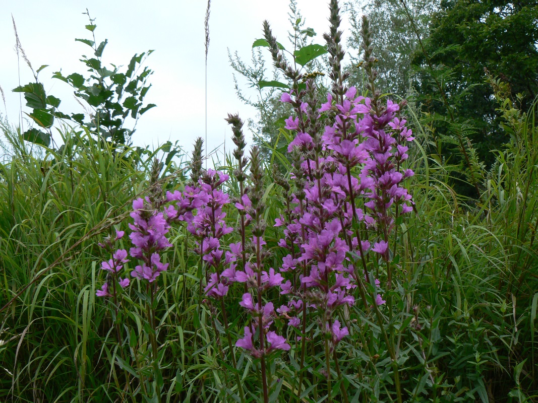 Image of Lythrum salicaria specimen.