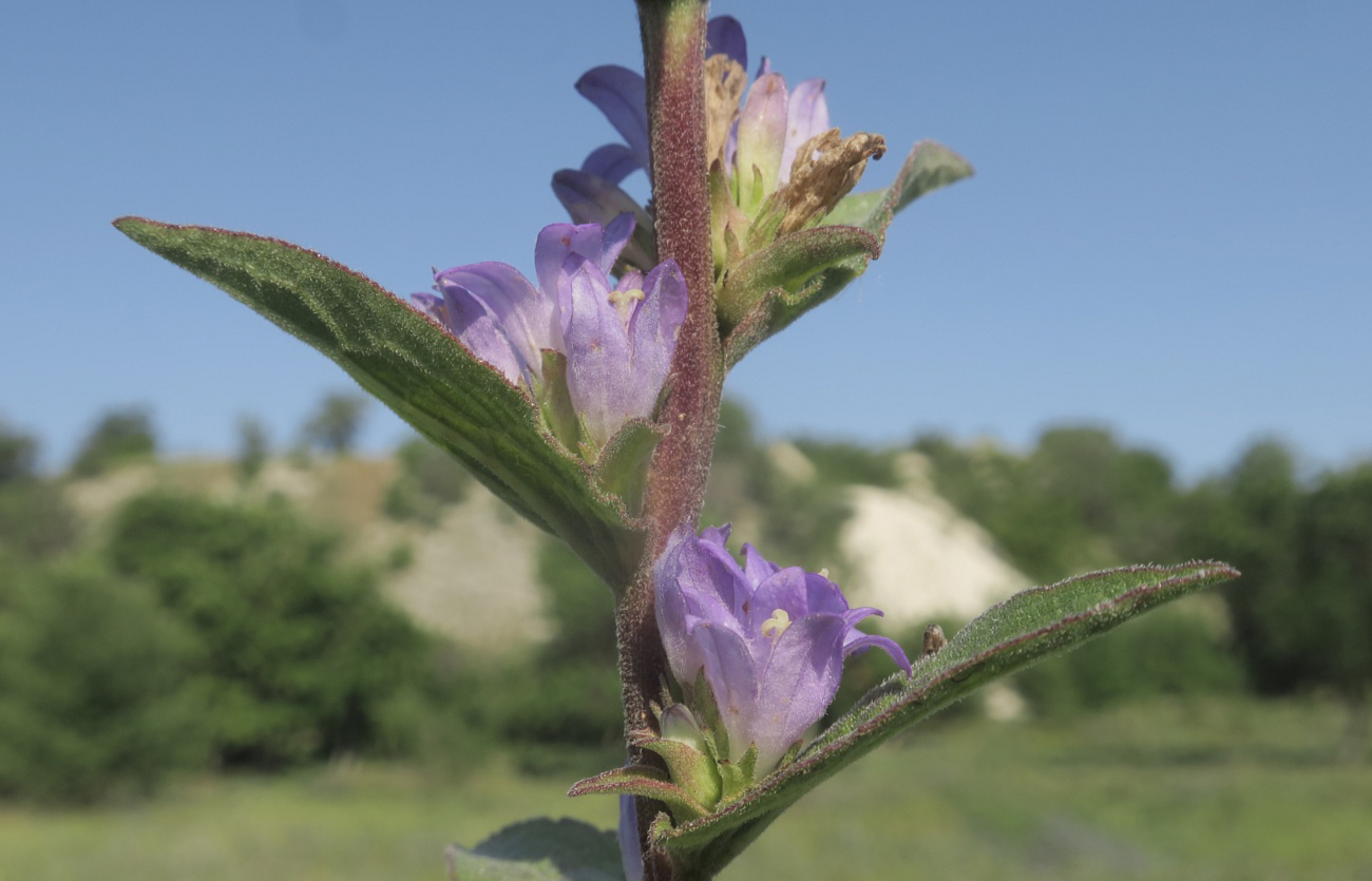 Image of Campanula farinosa specimen.