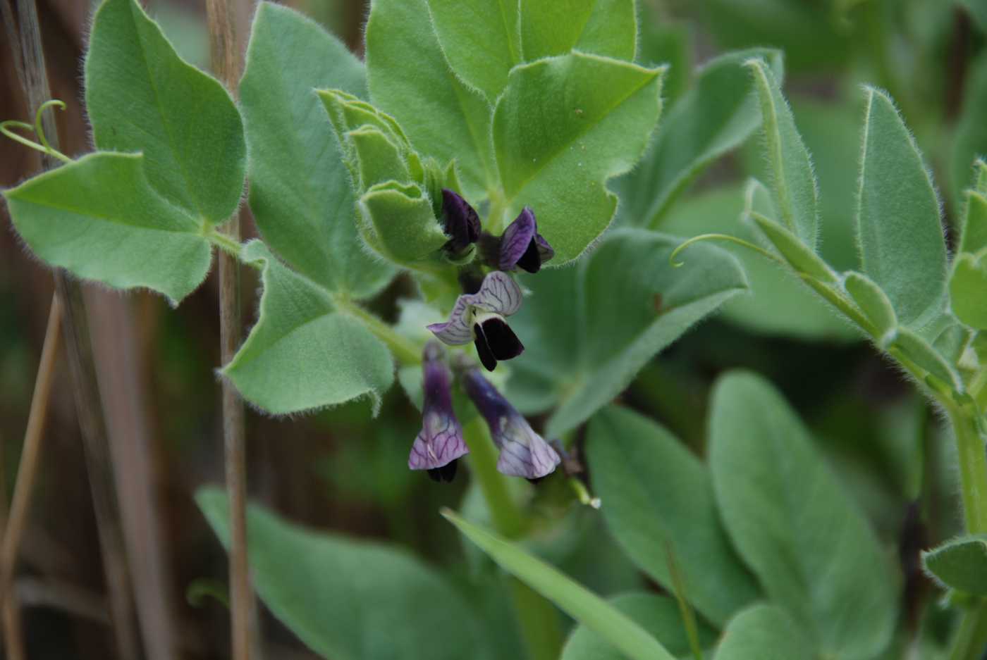 Image of Vicia narbonensis specimen.