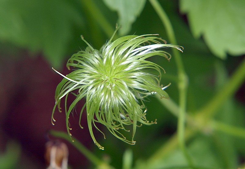 Image of Clematis serratifolia specimen.