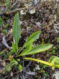 Lagotis minor. Нижняя часть отцветшего растения. Гыданский п-ов, побережье Обской губы, склон холма, тундра. 06.08.2021.