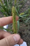 Setaria pumila