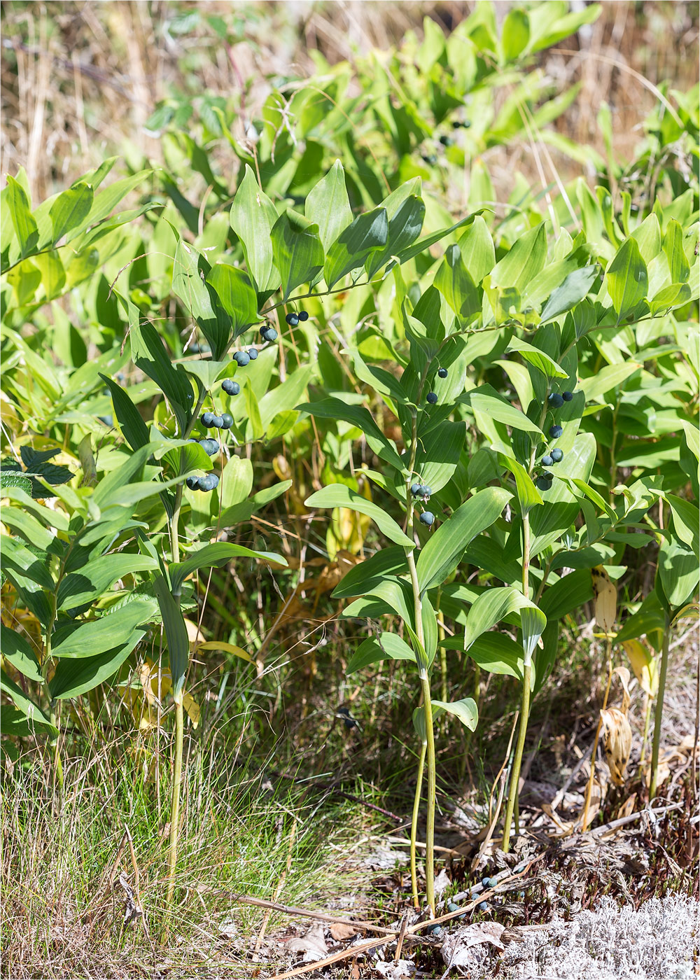 Image of Polygonatum multiflorum specimen.