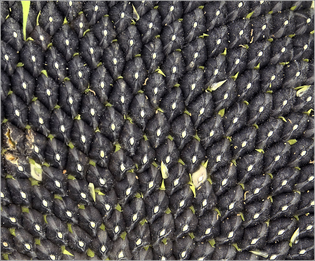 Image of Helianthus annuus specimen.