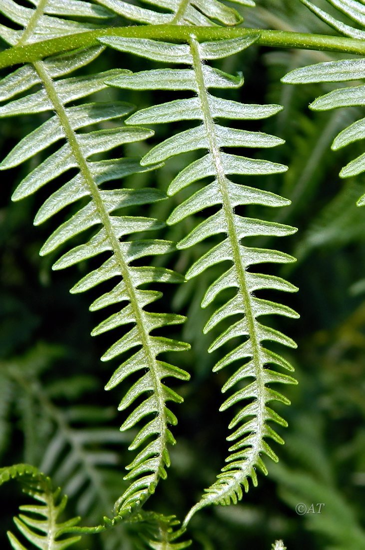 Изображение особи Pteridium aquilinum ssp. atlanticum.