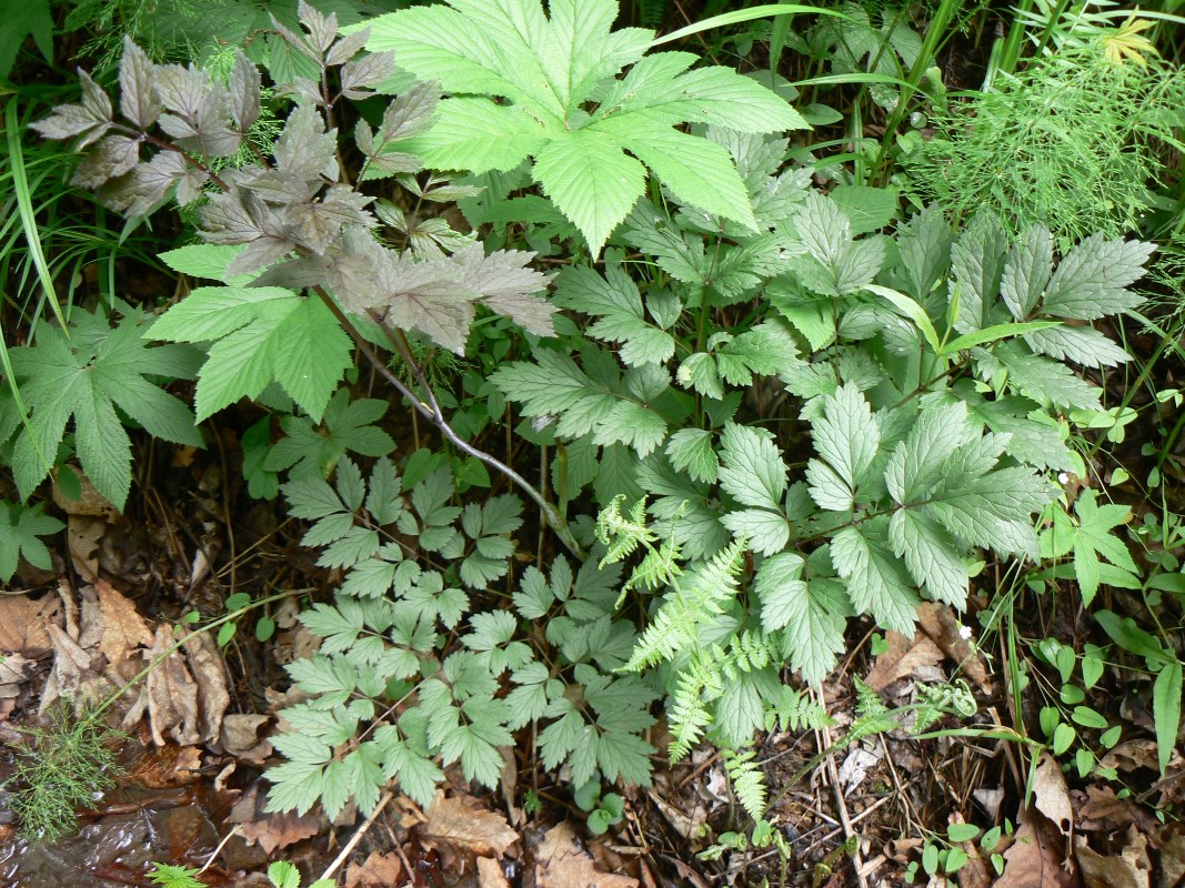 Image of genus Cimicifuga specimen.