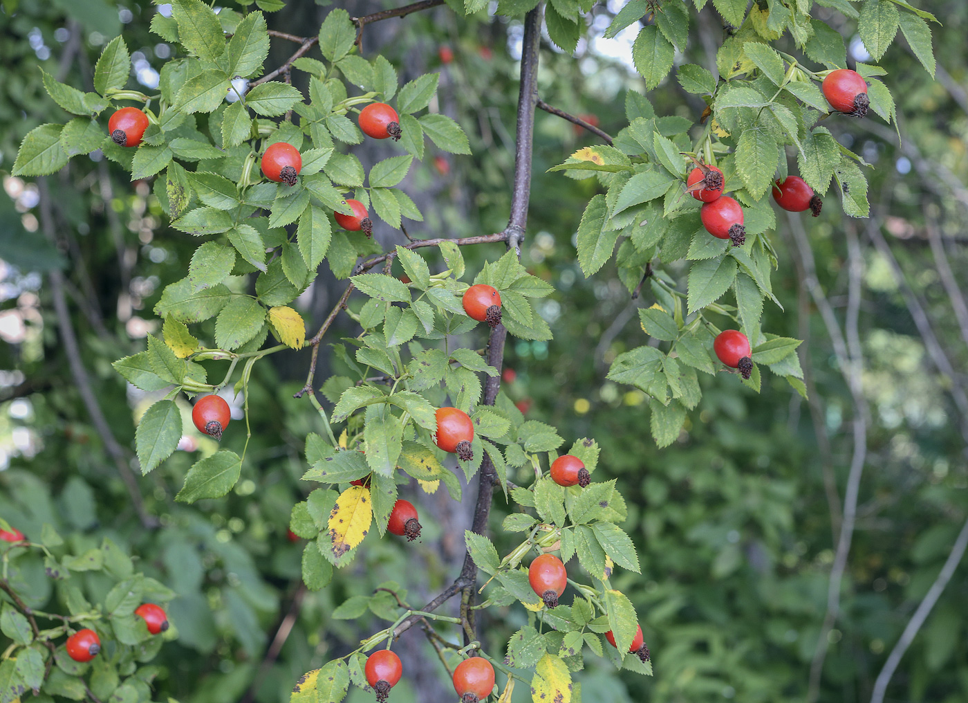 Image of genus Rosa specimen.
