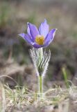 Pulsatilla patens