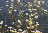 Ranunculus circinatus