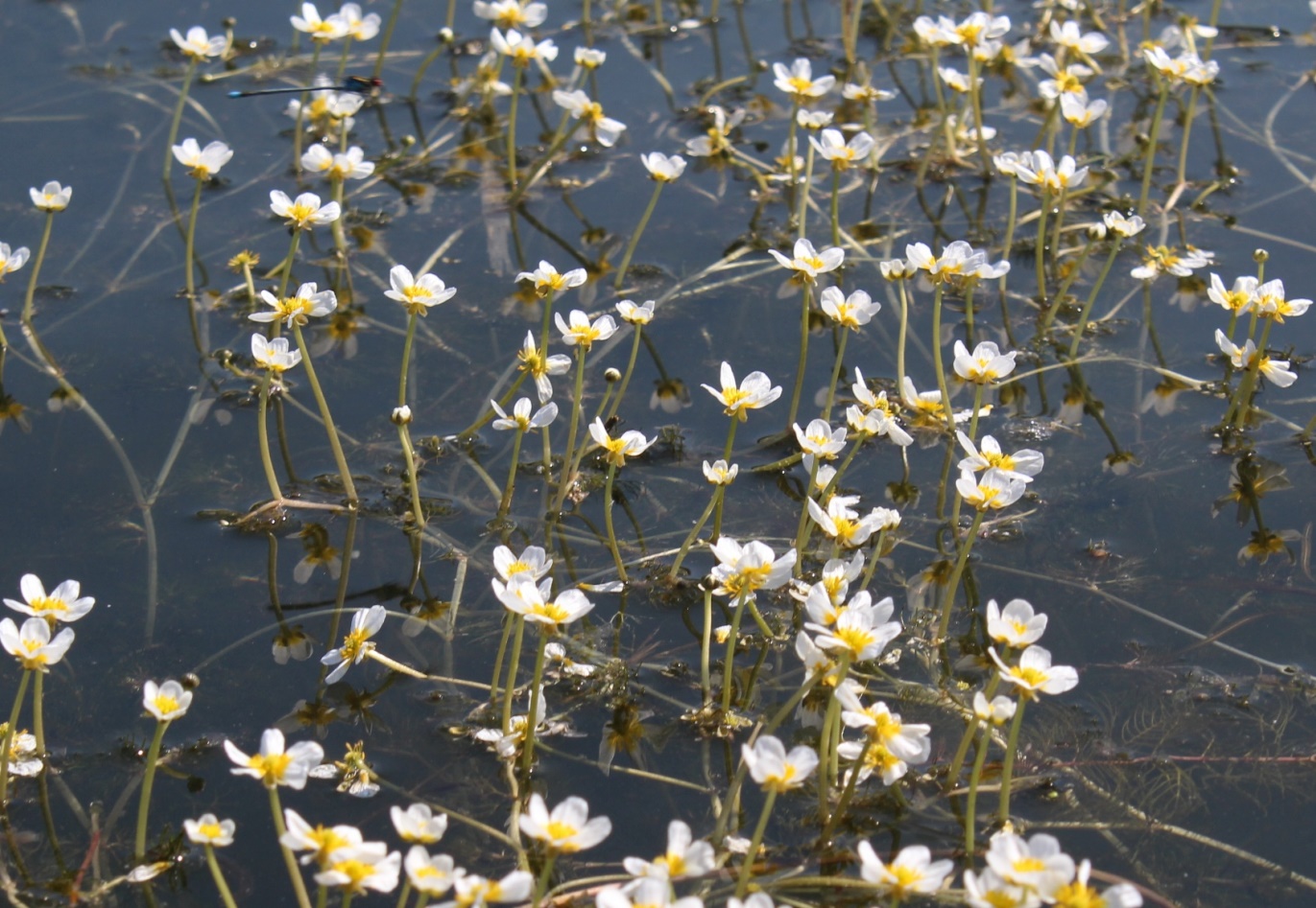 Изображение особи Ranunculus circinatus.