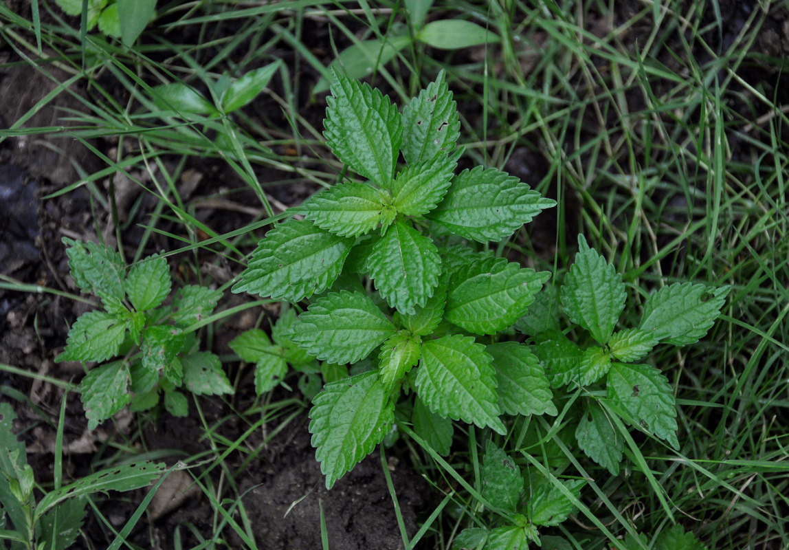 Image of Pilea mongolica specimen.