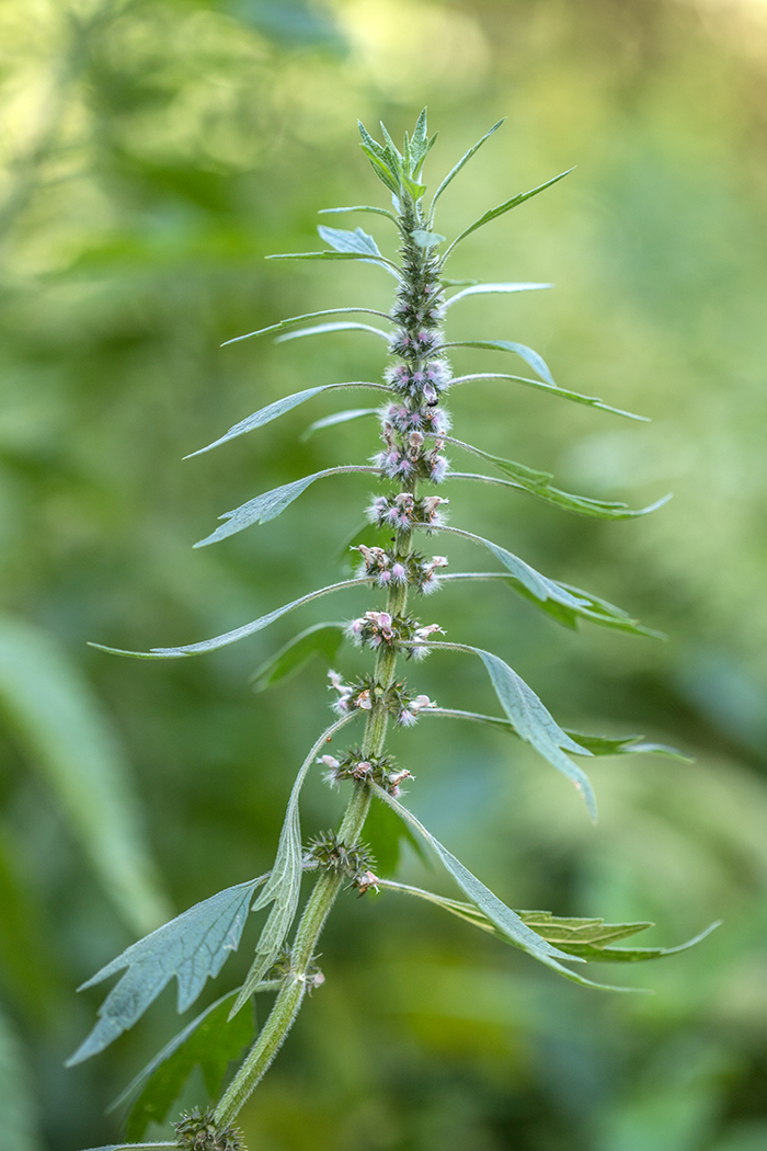 Изображение особи Leonurus quinquelobatus.