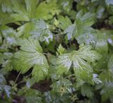 Geranium sibiricum