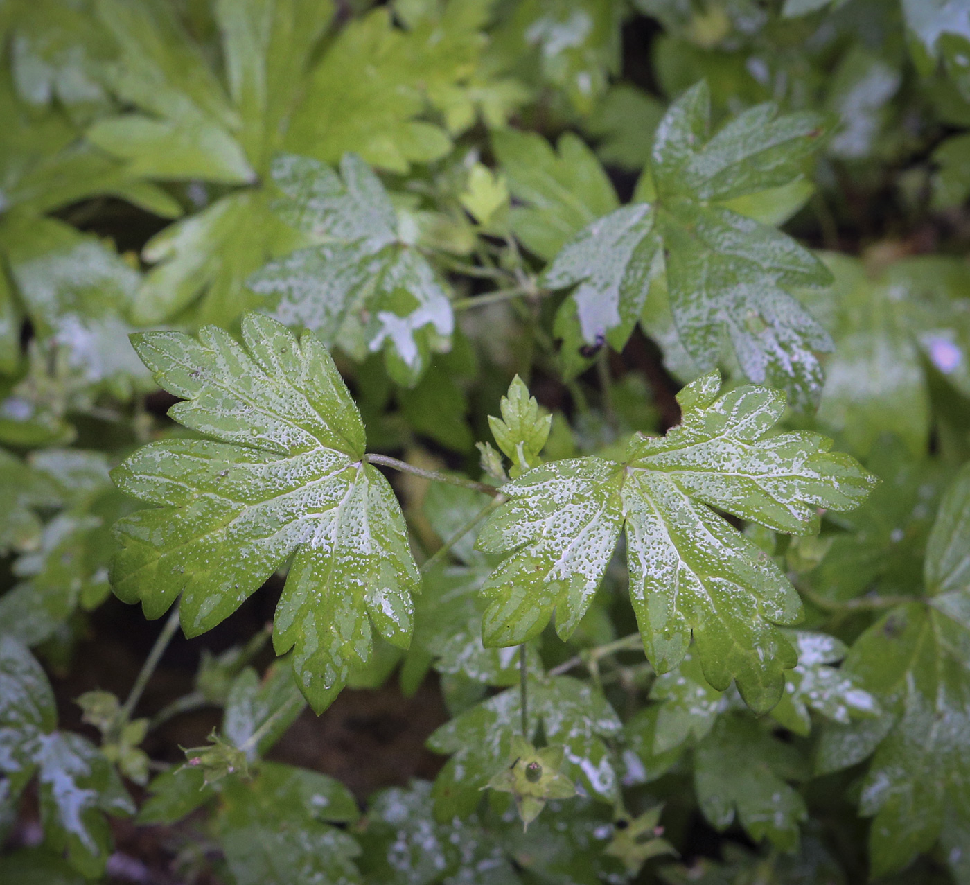 Изображение особи Geranium sibiricum.