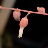 Gasteria obliqua