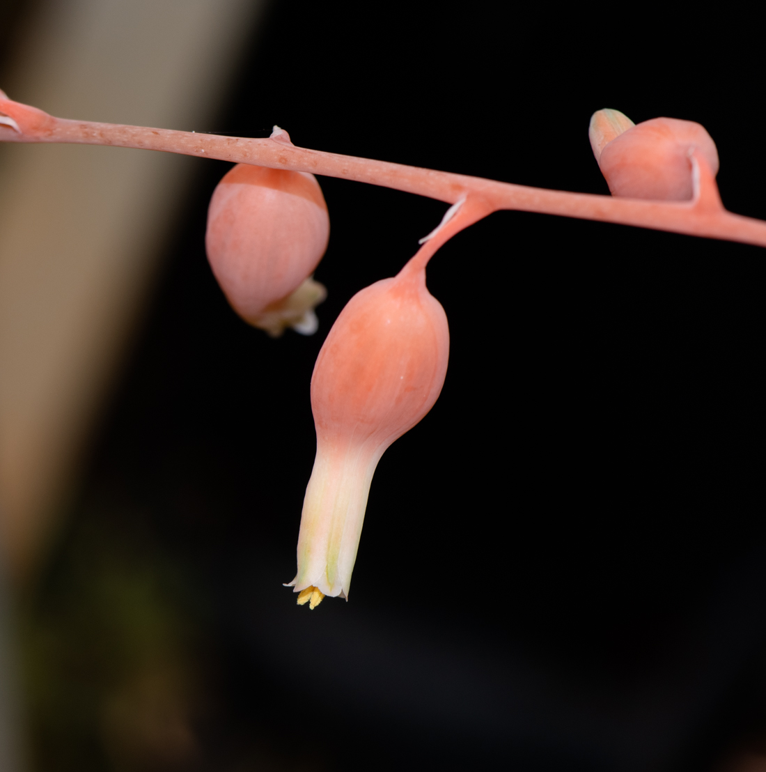 Изображение особи Gasteria obliqua.