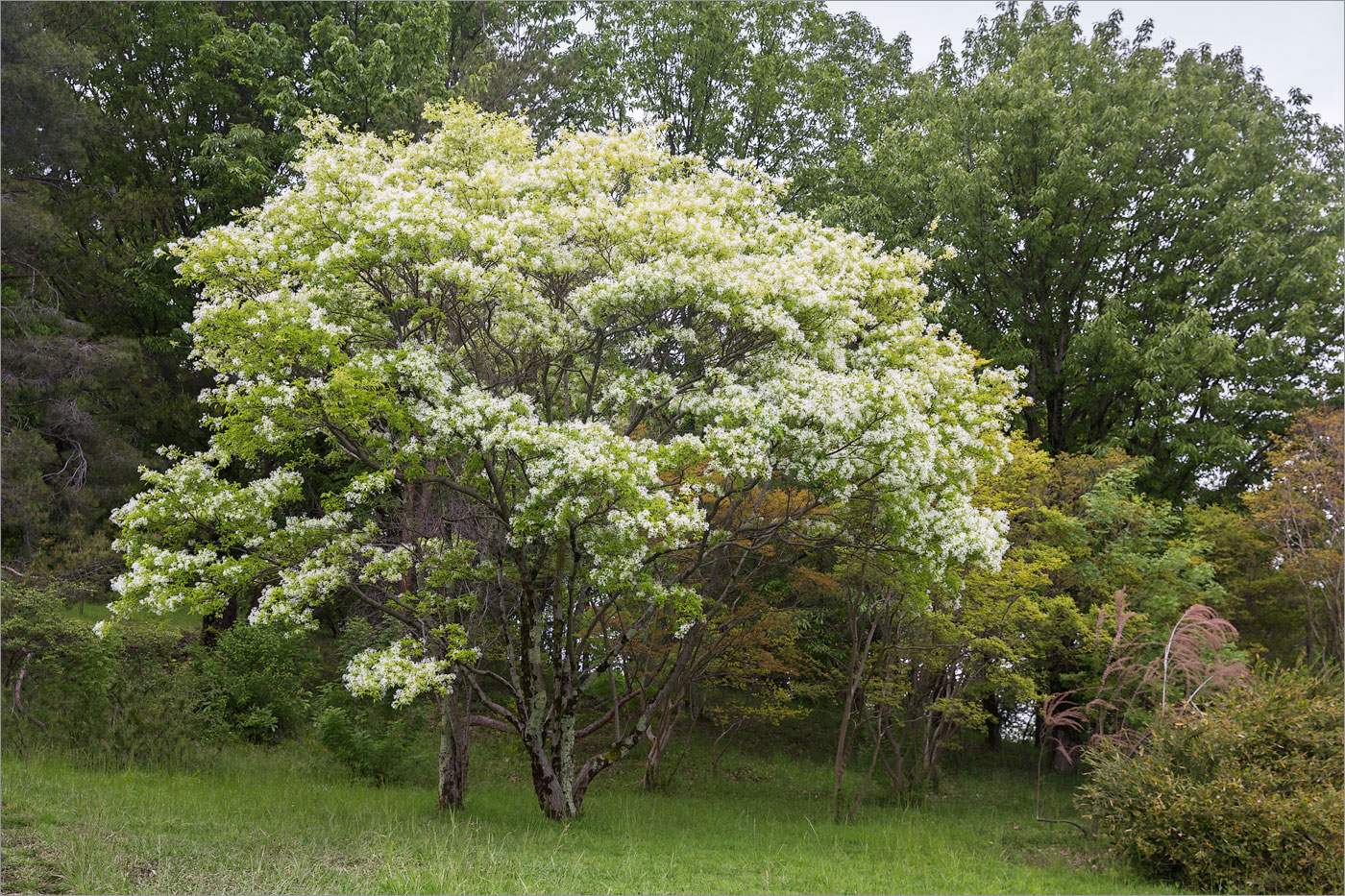 Изображение особи Chionanthus retusus.