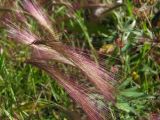 Hordeum jubatum