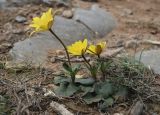 Anemone palmata