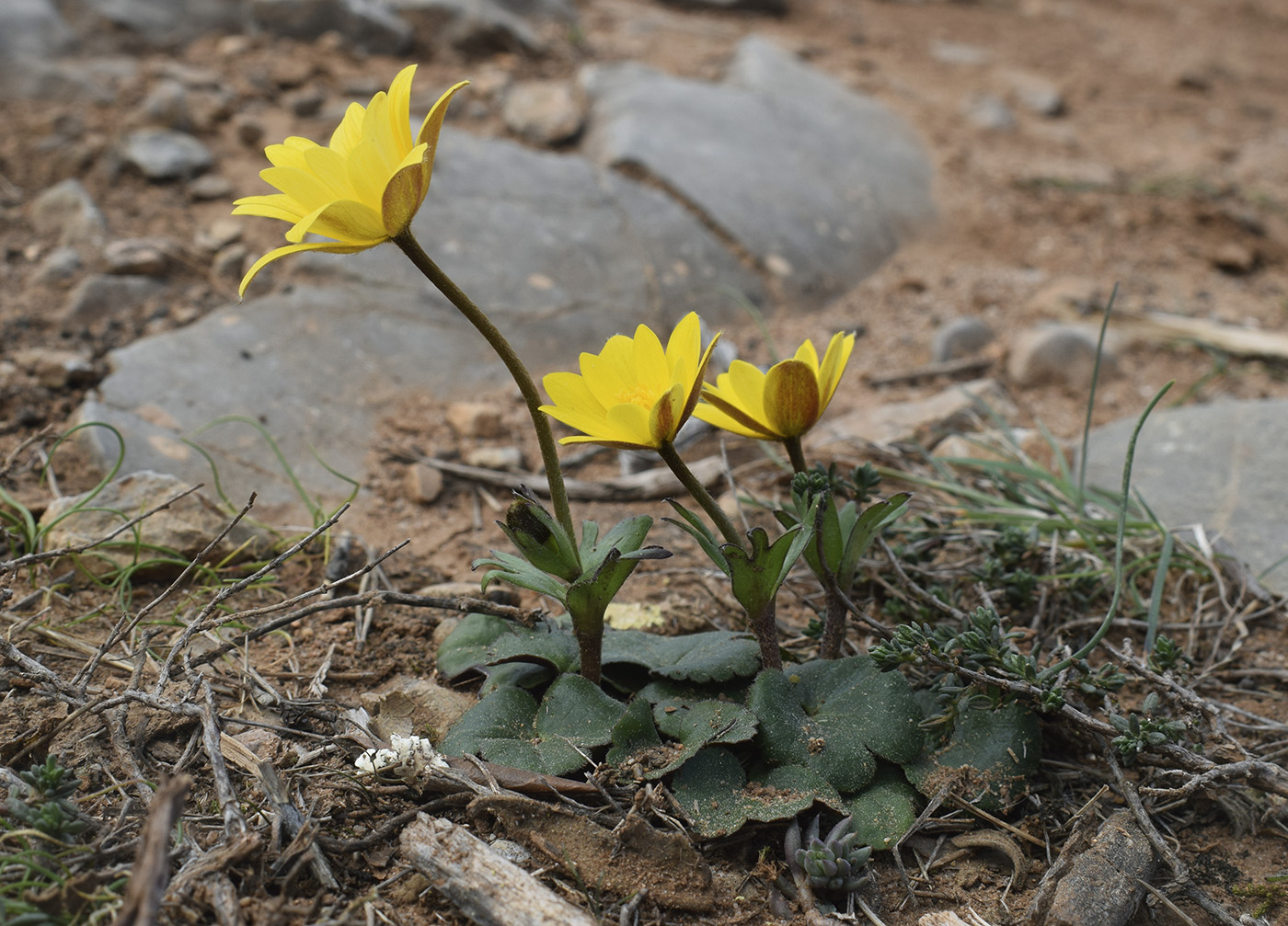 Изображение особи Anemone palmata.