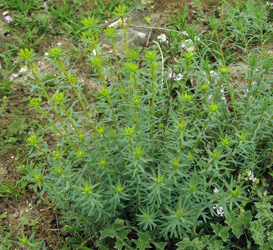 Image of genus Euphorbia specimen.