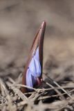 Scilla bifolia. Зацветающее растение. Крым, Ай-Петринская яйла, склон неглубокой балки, луговина. 09.04.2022.