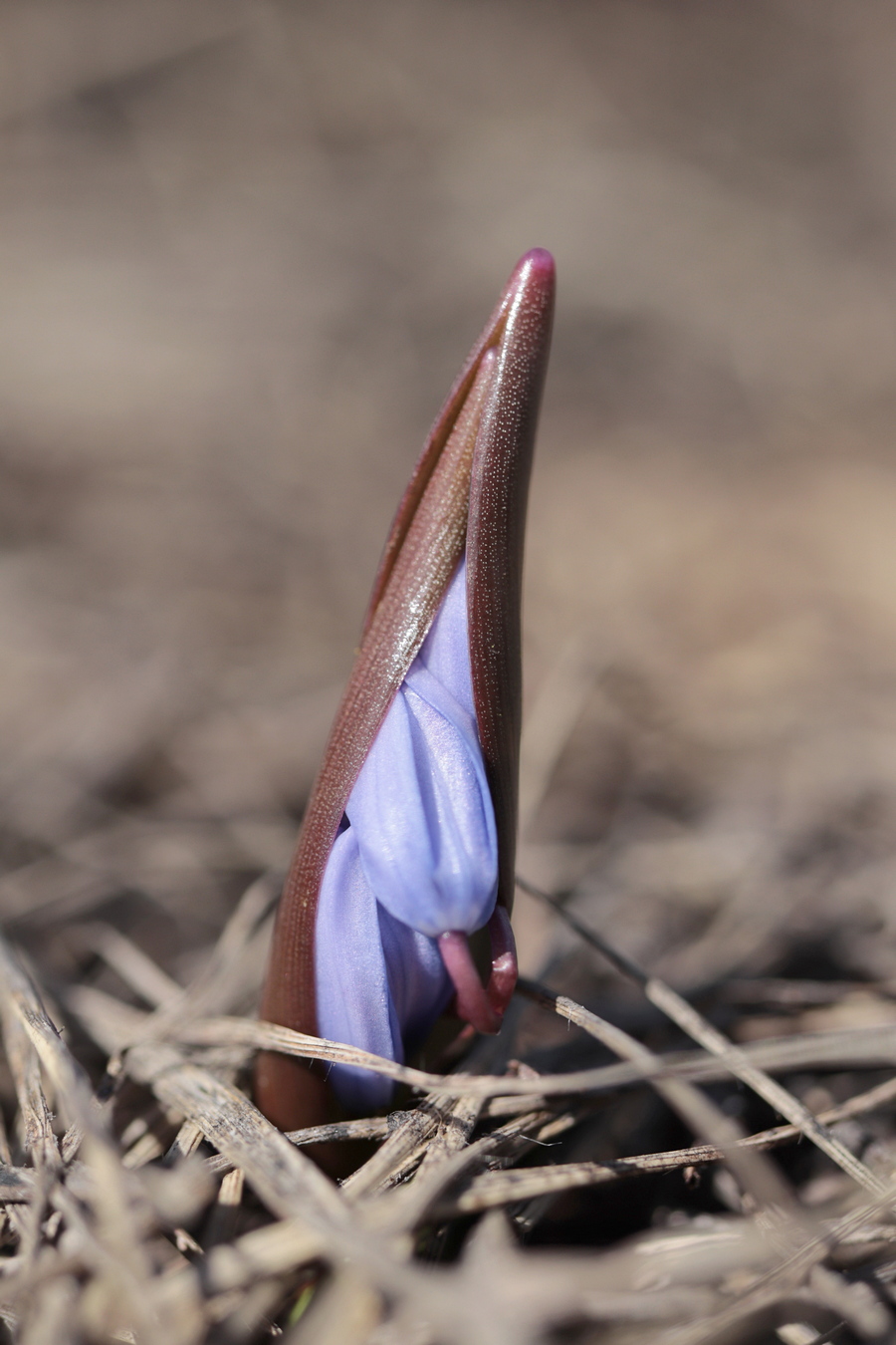 Изображение особи Scilla bifolia.