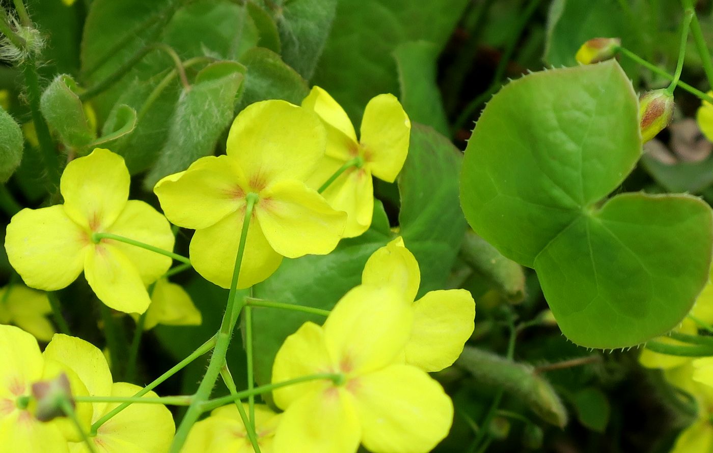 Image of Epimedium colchicum specimen.