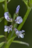 Vicia loiseleurii
