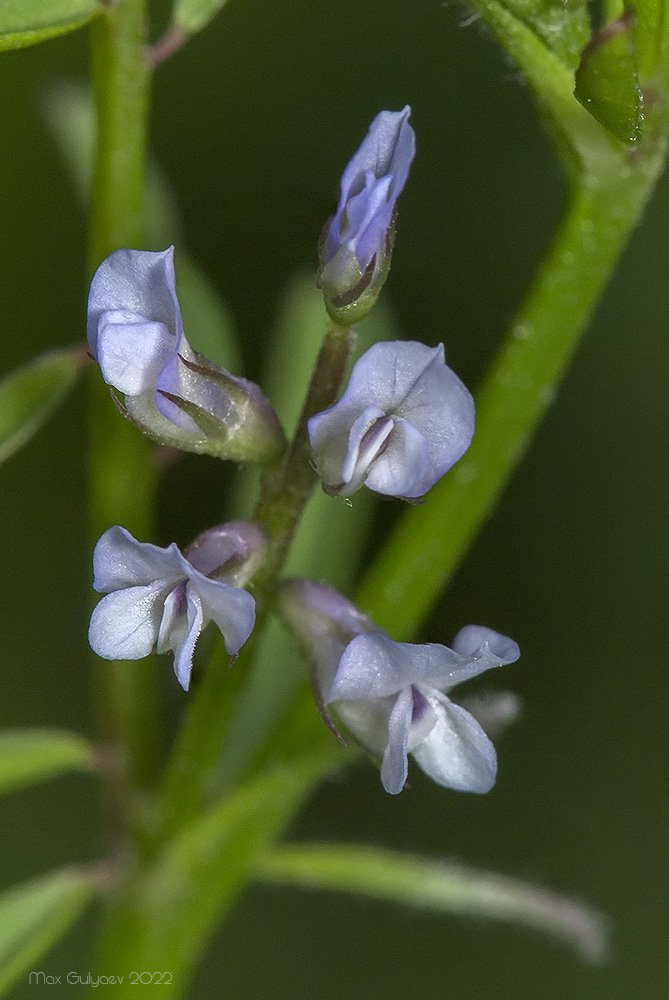 Изображение особи Vicia loiseleurii.