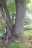 Ulmus laevis. Нижняя часть дерева (ствол слева сильно повреждён). Костромская обл., Кологривский р-н, хут. Плосково. 7 сентября 2020 г.