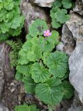 Primula minkwitziae