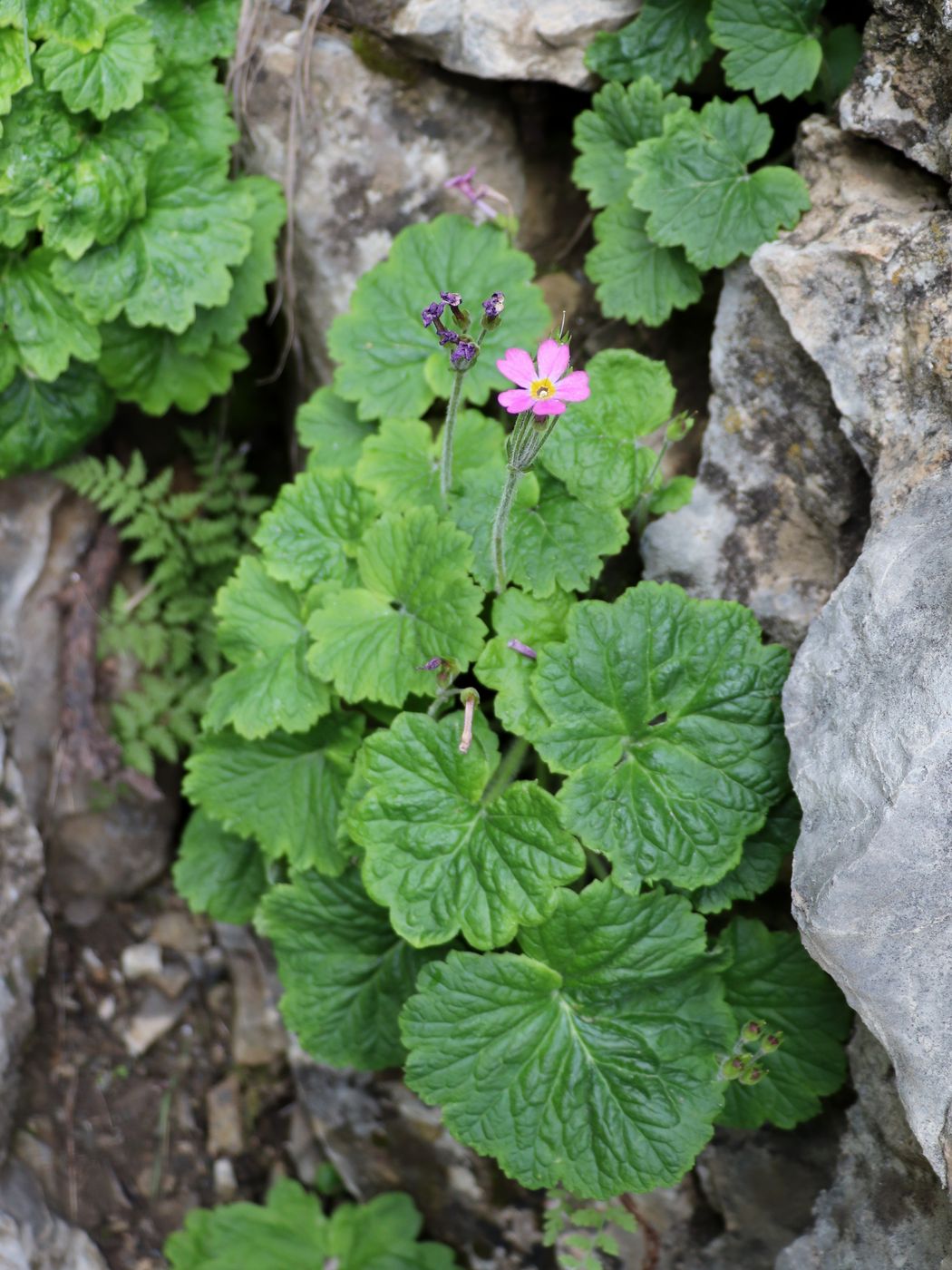 Изображение особи Primula minkwitziae.